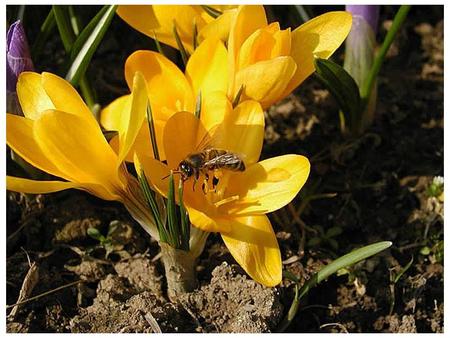 M. Witwicki – pisał: „Cała w tym tajemnica, aby się gruntownie na pszczołach znać i dobrze je pielęgnować. Natura wszakże działająca była i będzie.