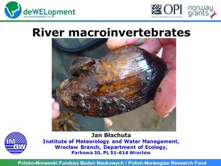 River macroinvertebrates