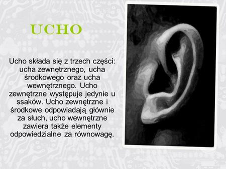 Ucho Ucho składa się z trzech części: ucha zewnętrznego, ucha środkowego oraz ucha wewnętrznego. Ucho zewnętrzne występuje jedynie u ssaków. Ucho zewnętrzne.