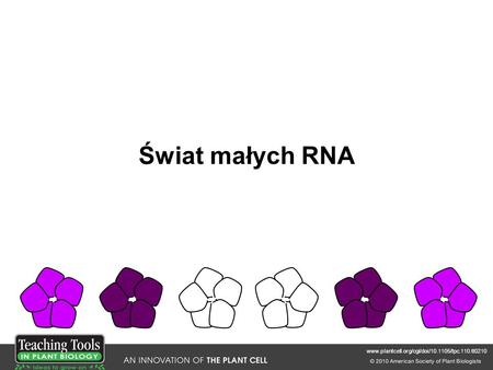 Świat małych RNA www.plantcell.org/cgi/doi/10.1105/tpc.110.tt0210.