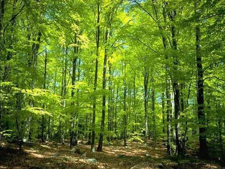 Co to jest las? Las to kompleks roślinności, a zwłaszcza drzew rosnących zwarcie wraz ze światem zwierzęcym oraz zależnościami między nimi.