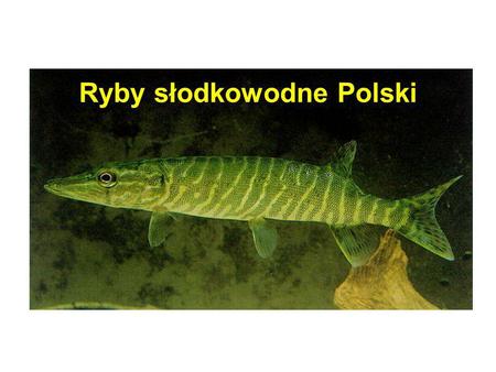 Ryby słodkowodne Polski
