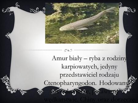 1 To jest Amur Biały Amur biały – ryba z rodziny karpiowatych, jedyny przedstawiciel rodzaju Ctenopharyngodon. Hodowany w akwakulturze, poławiany w wędkarstwie.
