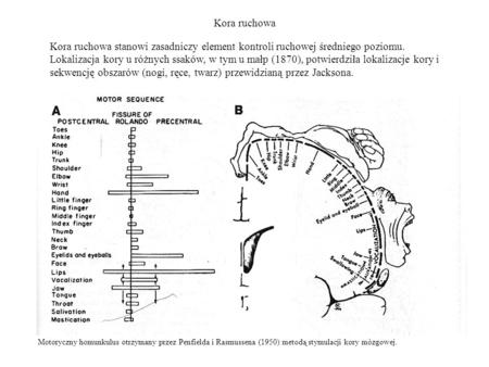 Kora ruchowa Kora ruchowa stanowi zasadniczy element kontroli ruchowej średniego poziomu. Lokalizacja kory u różnych ssaków, w tym u małp (1870), potwierdziła.