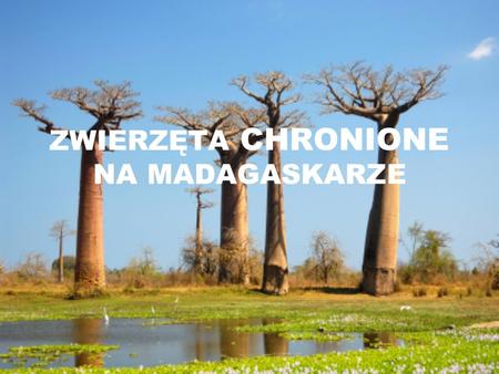 ZWIERZĘTA CHRONIONE NA MADAGASKARZE