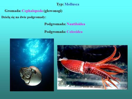 Gromada: Cephalopoda (głowonogi)