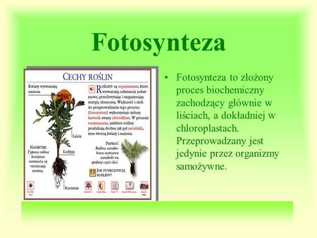 Fotosynteza Fotosynteza to złożony proces biochemiczny zachodzący głównie w liściach, a dokładniej w chloroplastach. Przeprowadzany jest jedynie przez.