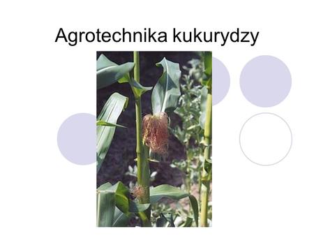 Agrotechnika kukurydzy