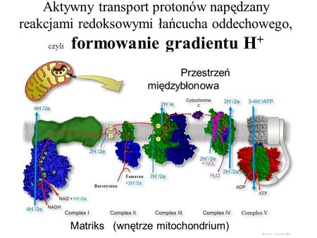 Aktywny transport protonów napędzany reakcjami redoksowymi łańcucha oddechowego, czyli formowanie gradientu H+ Przestrzeń międzybłonowa Fumaran Bursztynian.