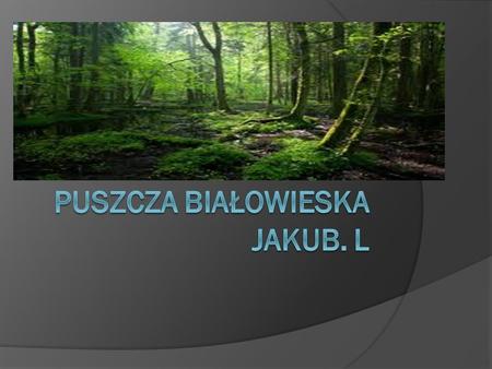 Puszcza Białowieska Jakub. l
