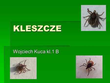 KLESZCZE Wojciech Kuca kl.1 B.