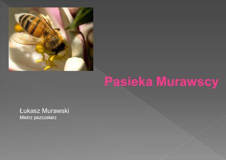 Pasieka Murawscy Łukasz Murawski Mistrz pszczelarz.