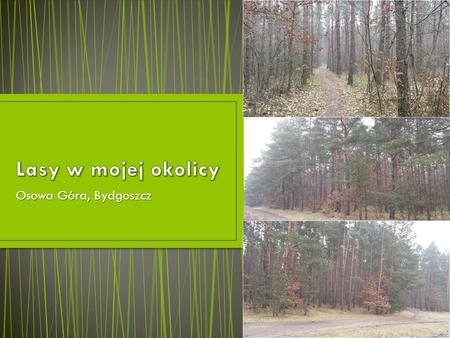 Lasy w mojej okolicy Osowa Góra, Bydgoszcz.