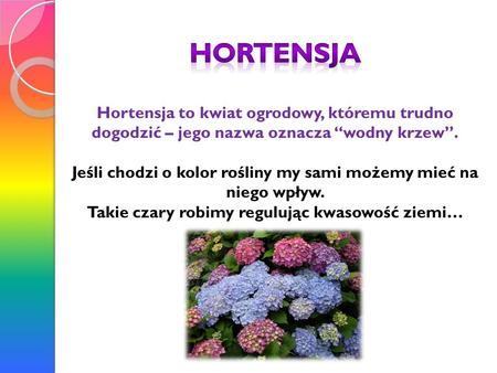 Hortensja Hortensja to kwiat ogrodowy, któremu trudno dogodzić – jego nazwa oznacza “wodny krzew”. Jeśli chodzi o kolor rośliny my sami możemy mieć na.