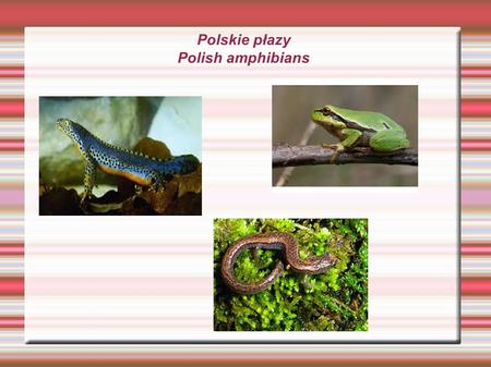 Polskie płazy Polish amphibians