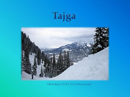 Tajga Siberia Bowl_(CC BY-NC 2.0) by ted wood.
