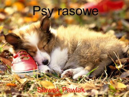 Psy rasowe Sławek Pawlak.