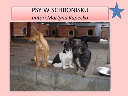PSY W SCHRONISKU autor: Martyna Kapecka