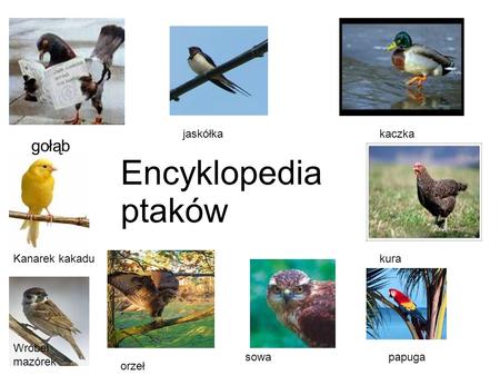 Encyklopedia ptaków gołąb jaskółka kaczka Kanarek kakadu kura