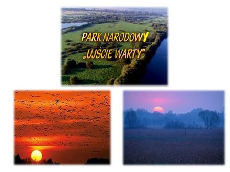 Najważniejsze dane: Park narodowy ,,Ujście Warty” powstał w 1996 roku. Obejmuje obszar 20532,46 ha, pozostając jednym z największych parków województwa.