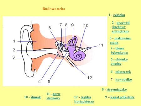 Budowa ucha 1 - czaszka 2 - przewód słuchowy zewnętrzny