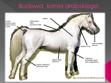 Budowa konia arabskiego