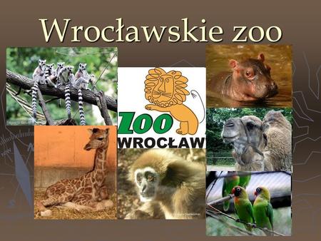 Wrocławskie zoo.