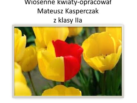 Wiosenne kwiaty-opracował Mateusz Kasperczak z klasy IIa