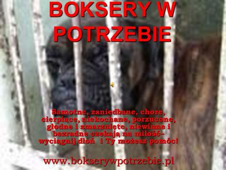 BOKSERY W POTRZEBIE www.bokserywpotrzebie.pl Samotne, zaniedbane, chore, cierpiące, niekochane, porzucone, głodne i zmarznięte, niewinne i bezradne czekają.