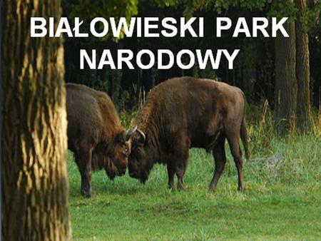 POŁOŻENIE Białowieski Park Narodowy leży we wschodniej części Polski w województwie podlaskim, przy granicy z Białorusią. Park znajduje się w centralnej.