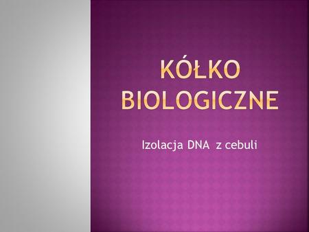 Kółko biologiczne Izolacja DNA z cebuli.