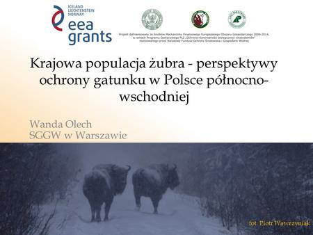 Krajowa populacja żubra - perspektywy ochrony gatunku w Polsce północno- wschodniej Wanda Olech SGGW w Warszawie fot. Piotr Wawrzyniak.