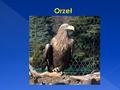 Jest największym orłem europejskim o długości ciała 91 cm, rozpiętości skrzydeł do 250 cm, wadze do 6 kg. W locie można go odróżnić.