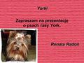 Yorki Zapraszam na prezentację o psach rasy York. Renata Radoń.