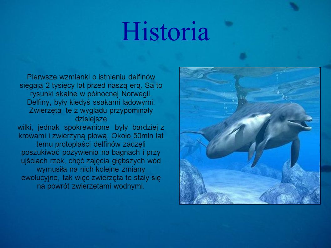 Lincredibile storia di Winter il delfino 2 - Wikipedia