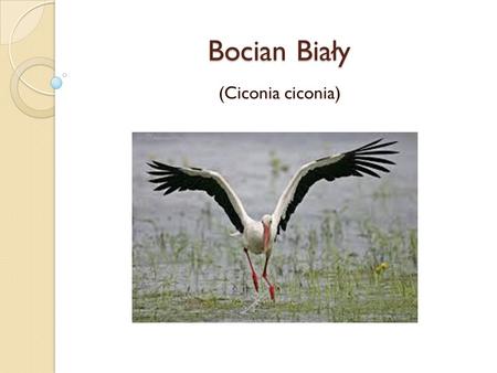 Bocian Biały (Ciconia ciconia).