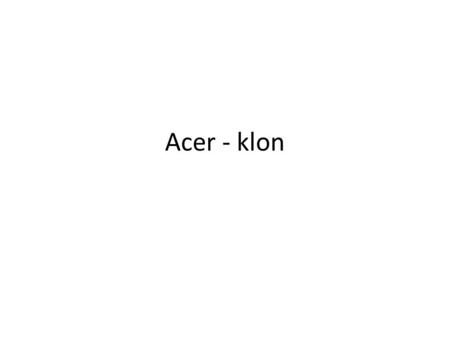 Acer - klon.