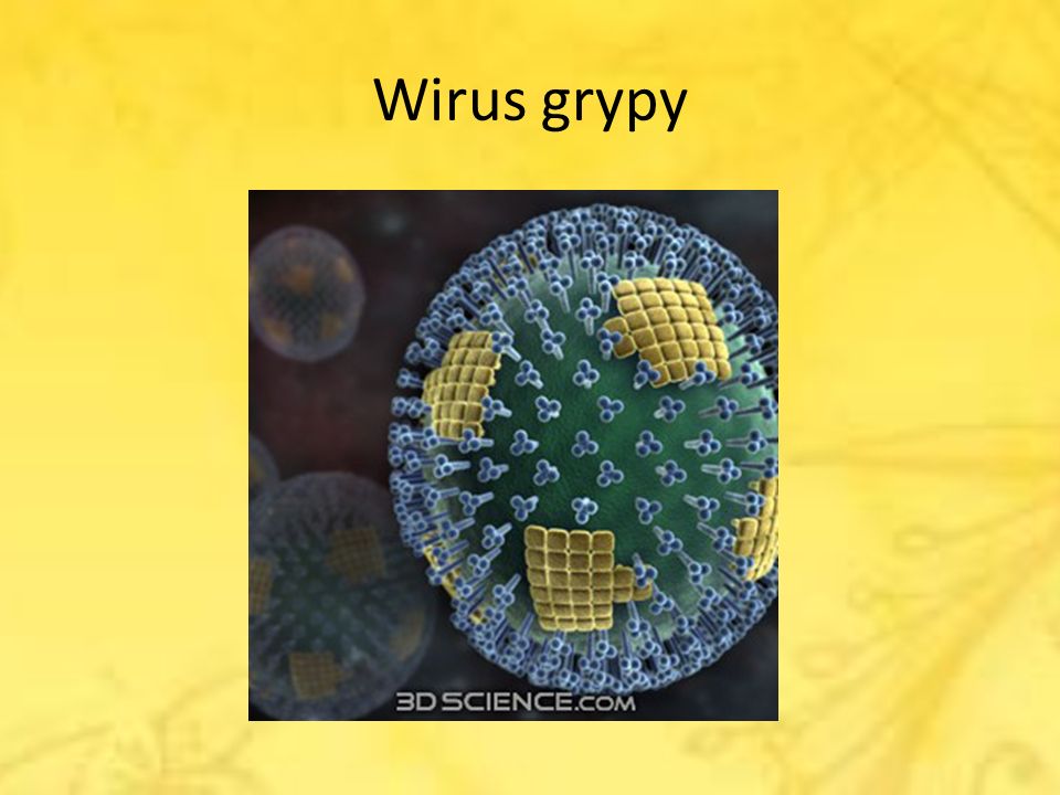 Wirus grypy