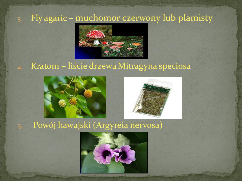 Fly agaric – muchomor czerwony lub plamisty