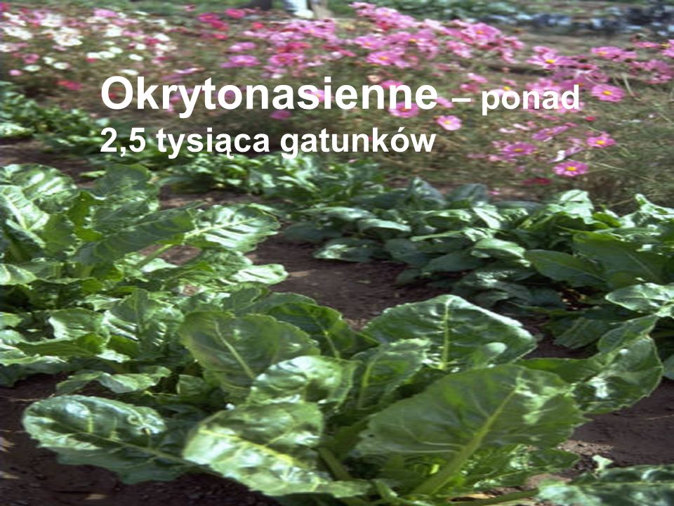 Okrytonasienne – ponad 2,5 tysiąca gatunków