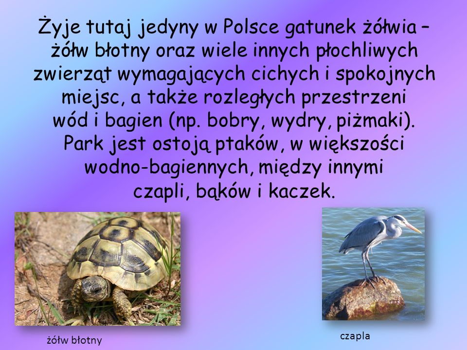 Żyje tutaj jedyny w Polsce gatunek żółwia – żółw błotny oraz wiele innych płochliwych zwierząt wymagających cichych i spokojnych miejsc, a także rozległych przestrzeni wód i bagien (np. bobry, wydry, piżmaki). Park jest ostoją ptaków, w większości wodno-bagiennych, między innymi czapli, bąków i kaczek.