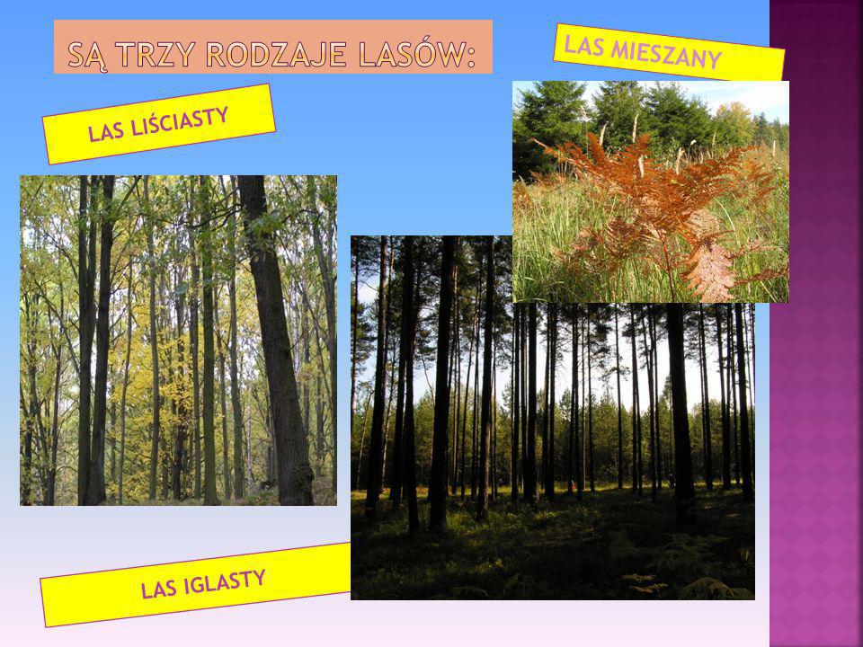 Są trzy rodzaje lasów: LAS MIESZANY LAS LIŚCIASTY LAS IGLASTY