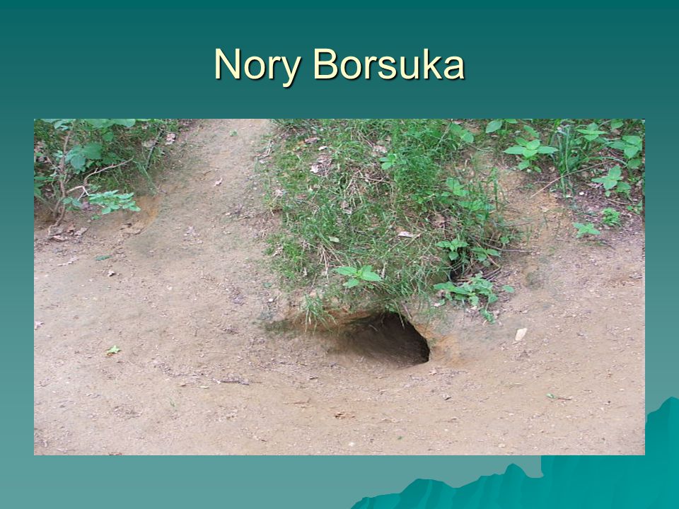 Nory Borsuka