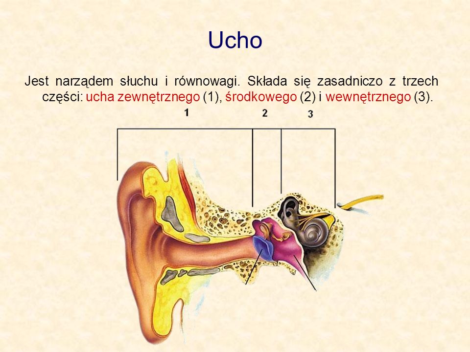 Ucho Jest narządem słuchu i równowagi.