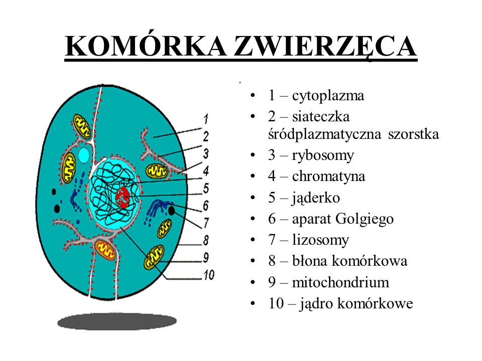 KOMÓRKA ZWIERZĘCA 1 – cytoplazma