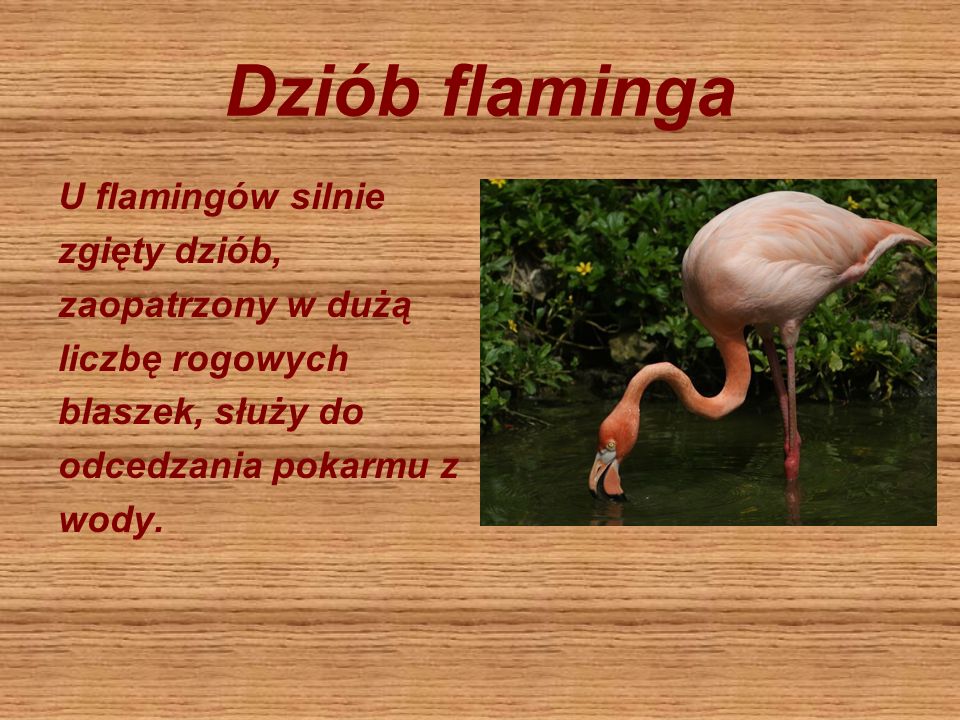 Dziób flaminga U flamingów silnie zgięty dziób, zaopatrzony w dużą