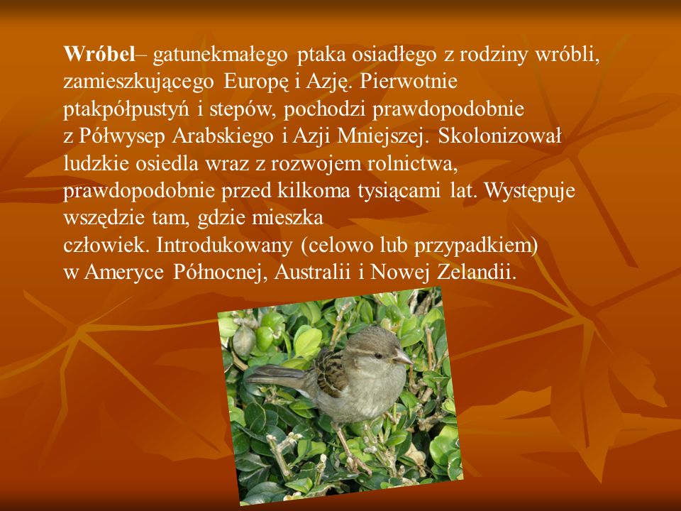 Wróbel– gatunekmałego ptaka osiadłego z rodziny wróbli, zamieszkującego Europę i Azję.