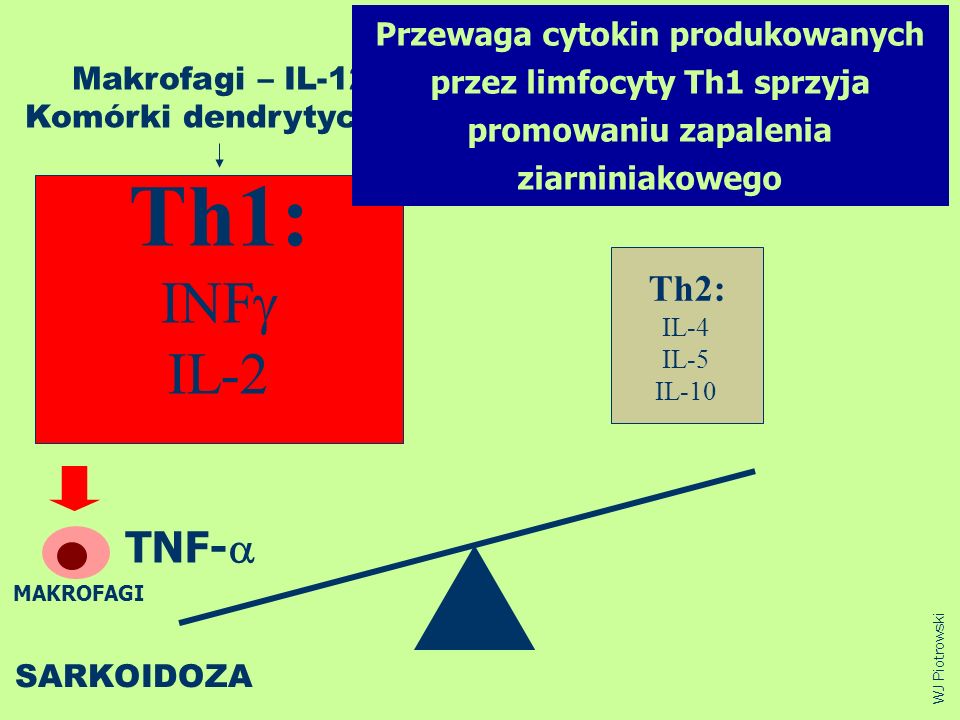 Th1: INF IL-2 TNF-a Th2: Przewaga cytokin produkowanych