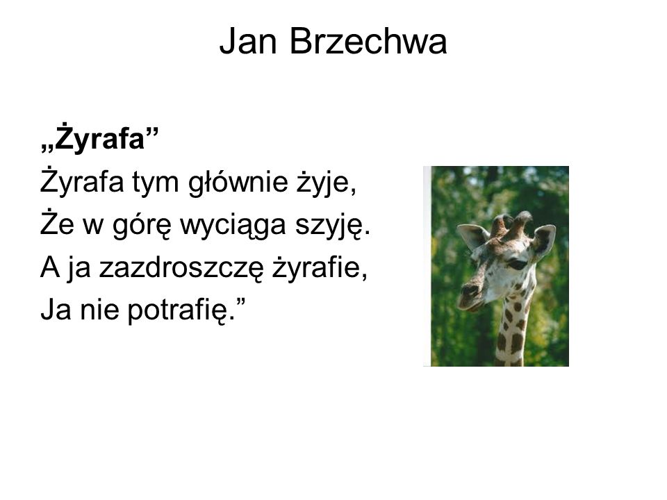 Jan Brzechwa „Żyrafa Żyrafa tym głównie żyje,