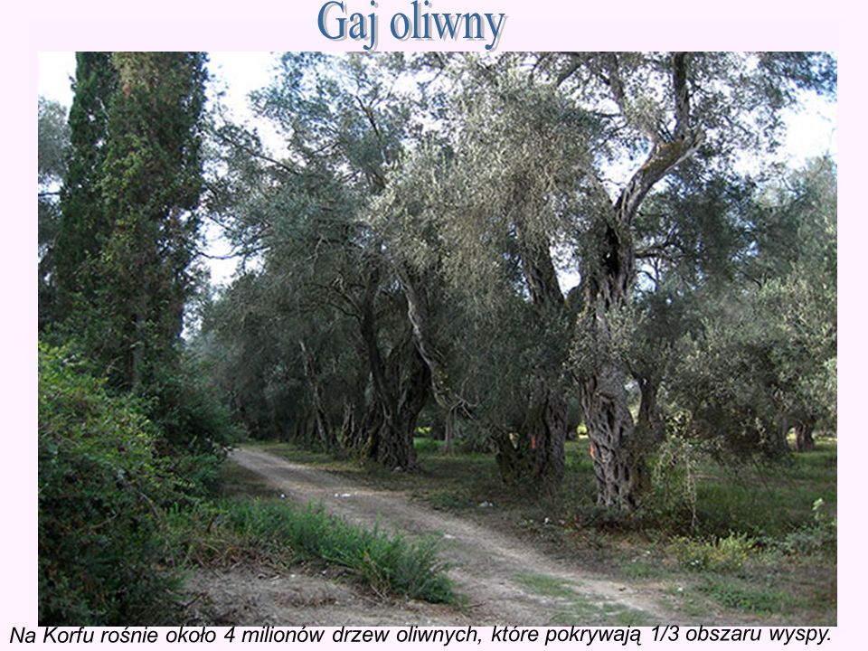 Gaj oliwny Na Korfu rośnie około 4 milionów drzew oliwnych, które pokrywają 1/3 obszaru wyspy.